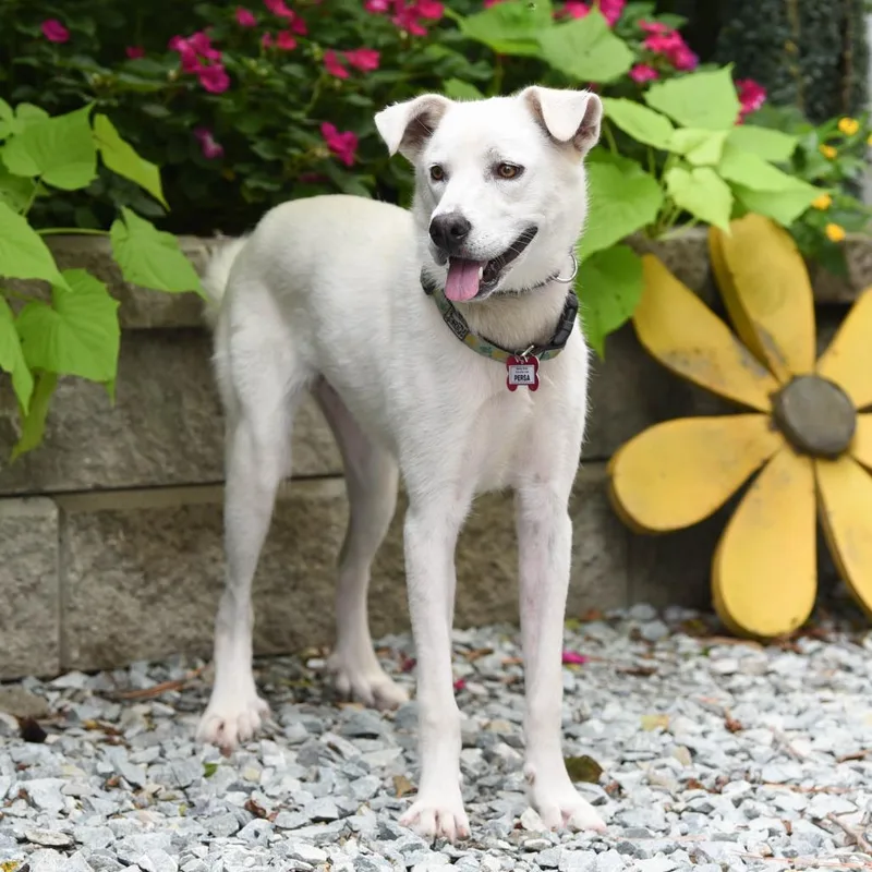 A young medium-sized female Labrador Retriever dog named Persa for adoption in Wake Forest, NC