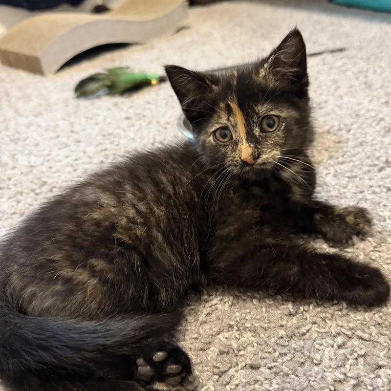 A baby medium-sized female Tortoiseshell Domestic Short Hair cat named Jelly for adoption in Victor, NY