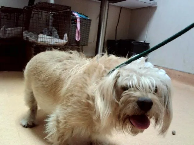 An adult medium-sized male Terrier dog named A for adoption in Martinez, CA