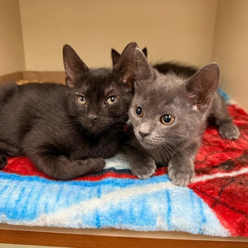 A baby small-sized female Gray / Blue / Silver Domestic Short Hair cat named Subaru for adoption in Port Richey, FL