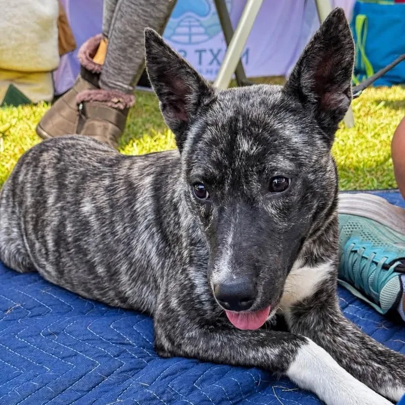 A young medium-sized female Brindle Dutch Shepherd dog named Africa for adoption in Hamilton, GA