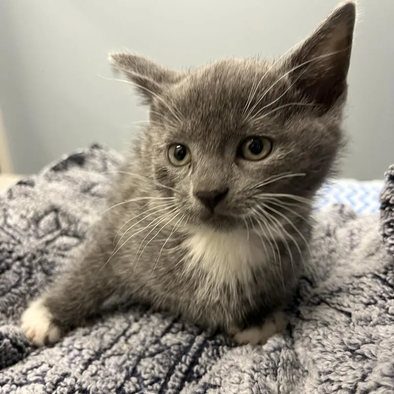 A baby small-sized female Gray / Blue / Silver Domestic Short Hair cat named GwiMa for adoption in Oak Park, IL