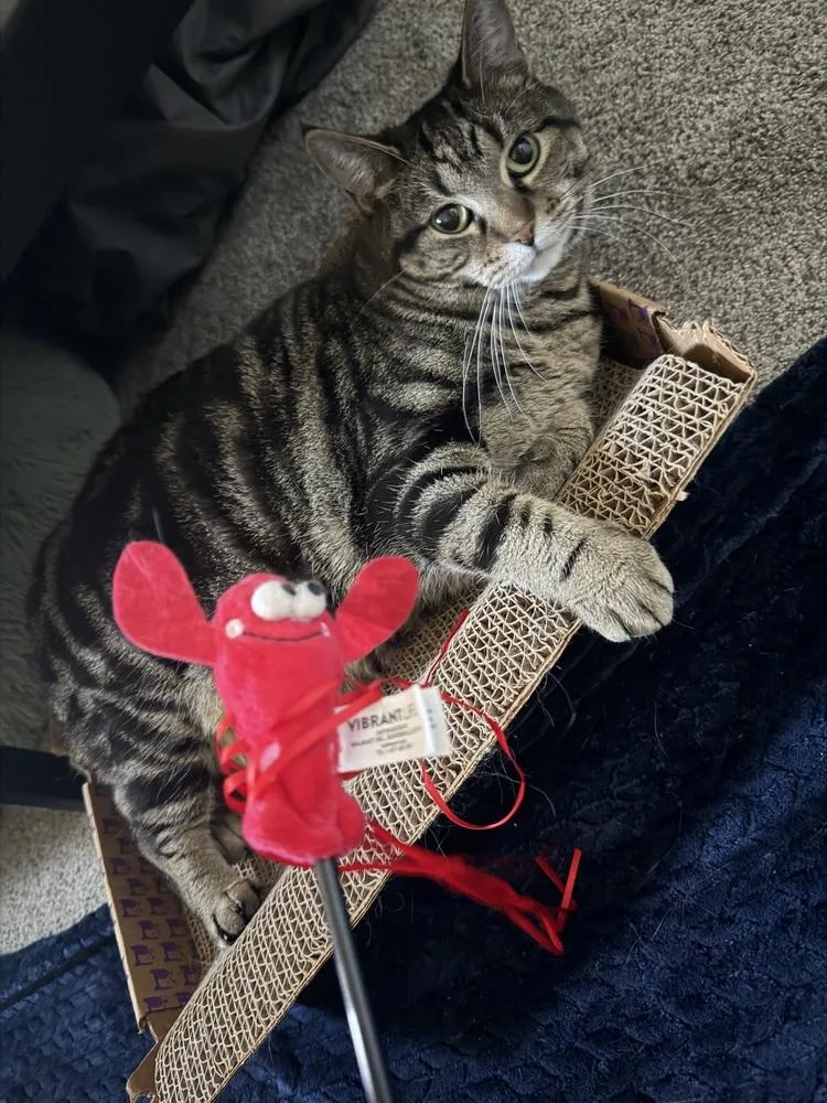 A young large-sized female Domestic Short Hair cat named Biscuit for adoption in Chicago, IL