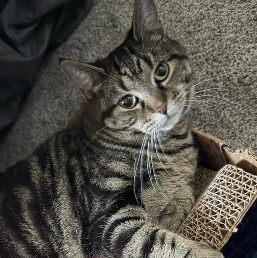 Biscuit thumbnail 4