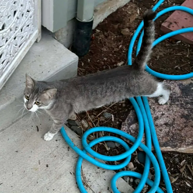 A baby small-sized male Tabby (Gray / Blue / Silver) Tabby cat named Grubby for adoption in Gladstone, OR