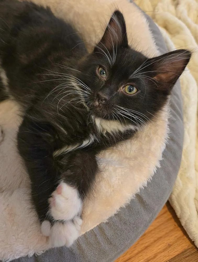 A baby small-sized male Black & White / Tuxedo Domestic Short Hair cat named Fluffy for adoption in Vancouver, WA