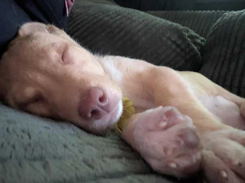 A baby medium-sized female Terrier dog named Luna for adoption in Duluth, MN