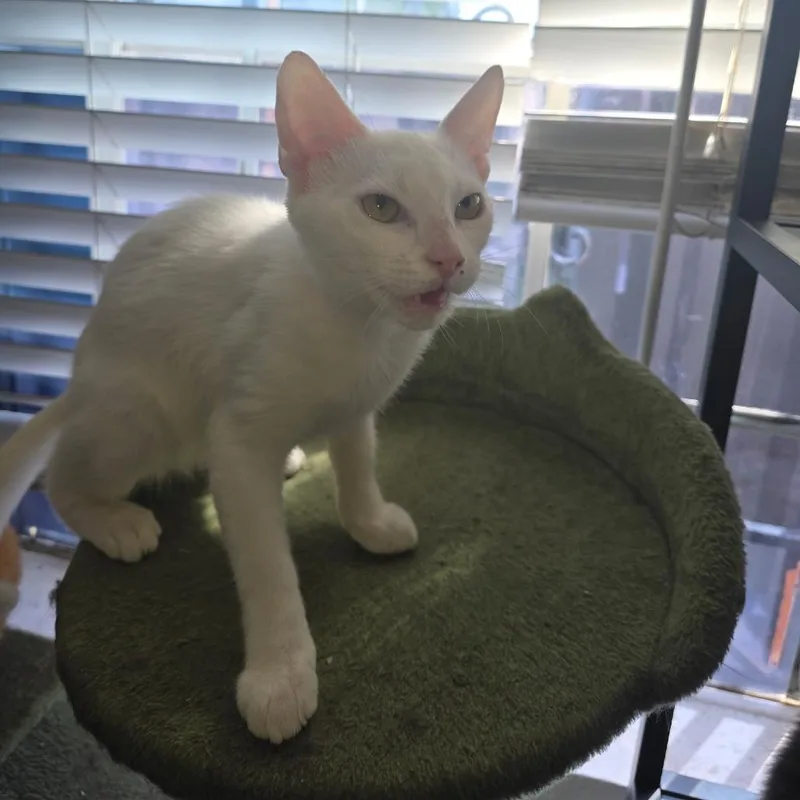 Senor Puff thumbnail 2