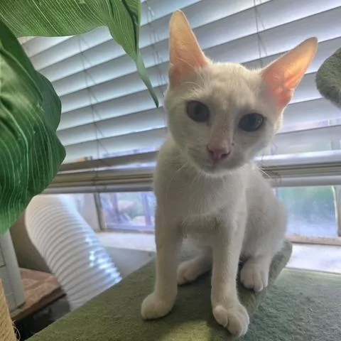 Senor Puff thumbnail 4