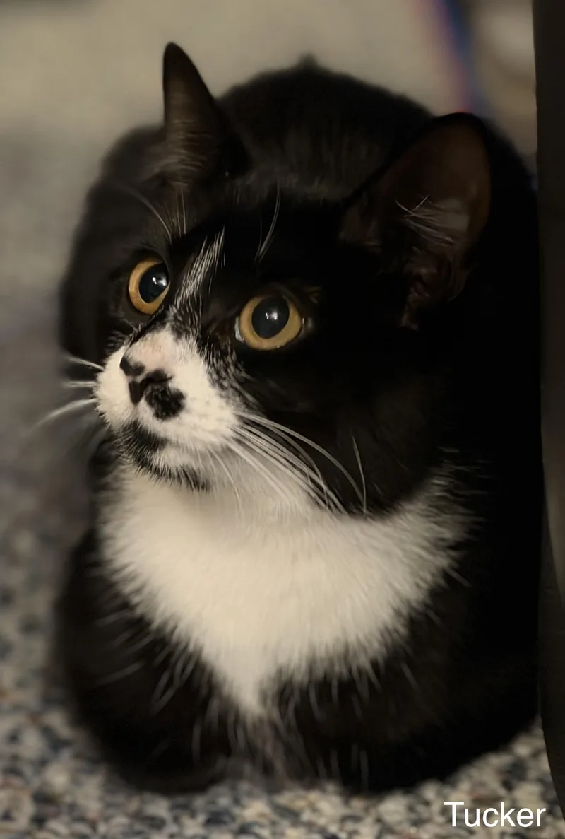 A baby medium-sized female Tuxedo cat named Tucker for adoption in North Billerica, MA