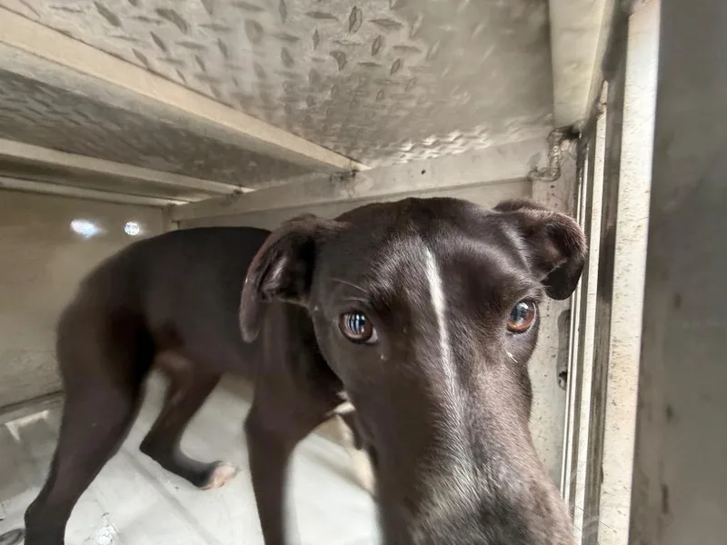 A young medium-sized female Labrador Retriever dog named Milli for adoption in Effingham, SC