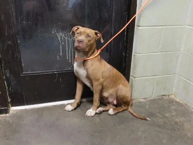 A young medium-sized female Pit Bull Terrier dog named Fi for adoption in Tulsa, OK