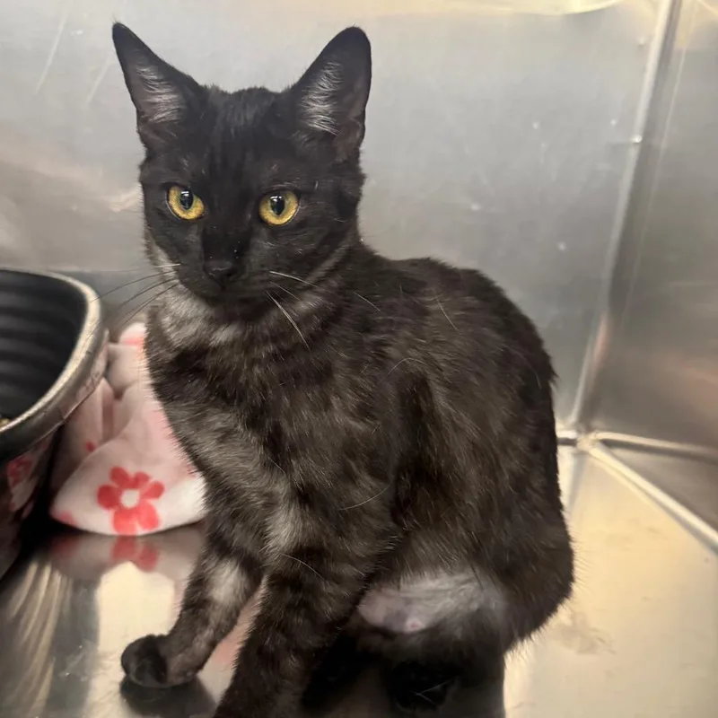 A young medium-sized female Domestic Short Hair cat named Boopers for adoption in Spokane, WA
