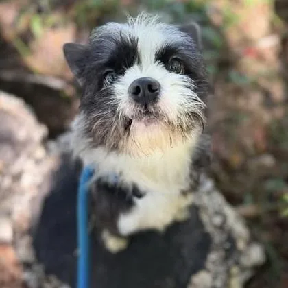 An adult small-sized male Mixed Breed dog named Oreo for adoption in Arlington, VA