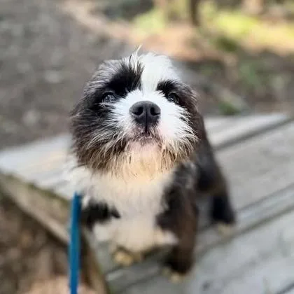 Oreo thumbnail 2