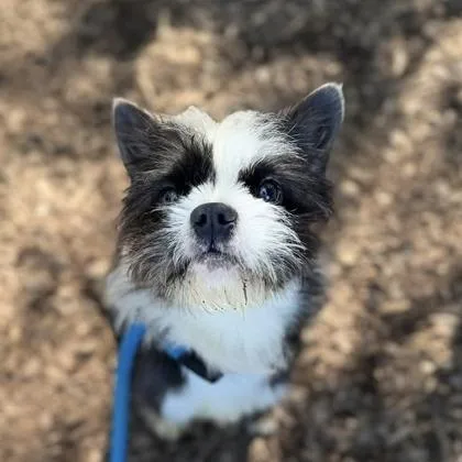 Oreo thumbnail 4