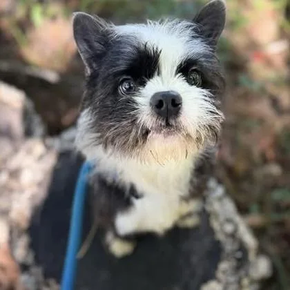 Oreo thumbnail 6