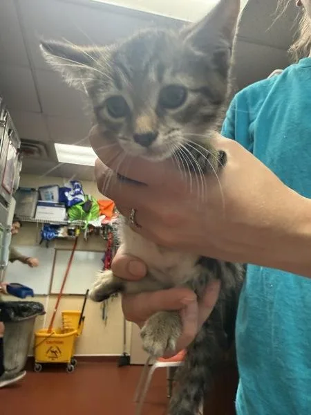 A baby small-sized female Domestic Short Hair cat named Velvet for adoption in Salisbury, MD
