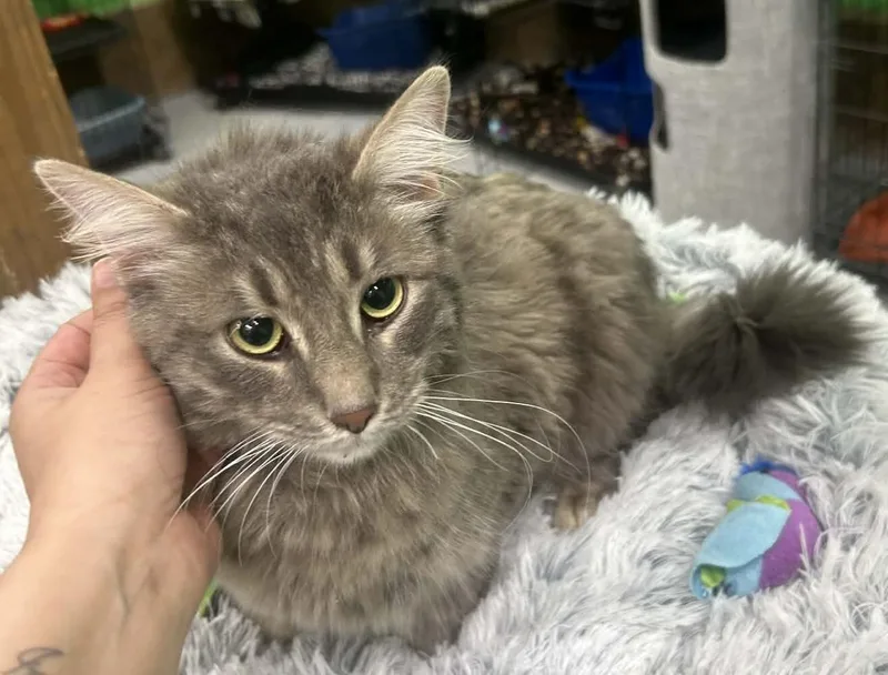 A young medium-sized male Tabby (Gray / Blue / Silver) Domestic Medium Hair cat named Ernie for adoption in Adrian, MI