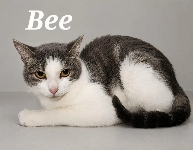 A young medium-sized female Gray & White Domestic Short Hair cat named Bee for adoption in Monroeville, PA