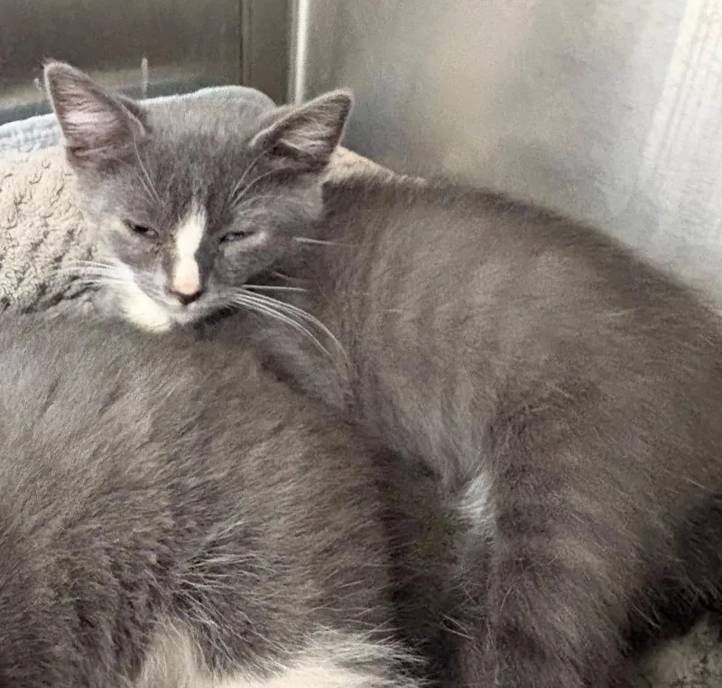 A baby medium-sized male Domestic Short Hair cat named Sawyer for adoption in Greeneville, TN