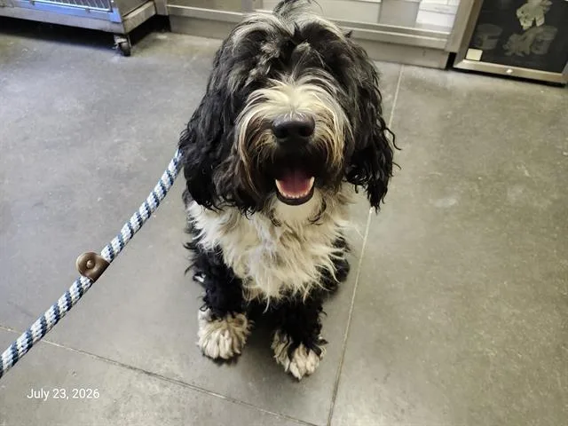 An adult small-sized male Tibetan Terrier dog named Jax for adoption in Santa Cruz, CA