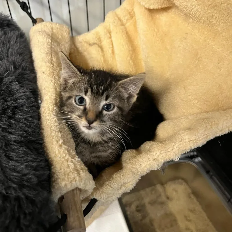 Sprinkles thumbnail 3