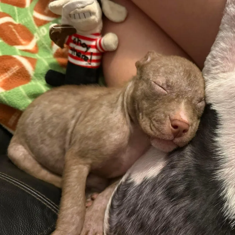 A baby medium-sized female Brown / Chocolate Pit Bull Terrier dog named Taquita for adoption in Bethlehem, PA