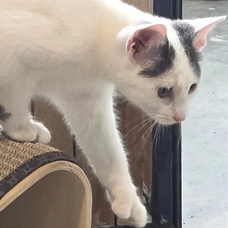 A baby small-sized female White Domestic Short Hair cat named Pearl for adoption in Traverse City, MI