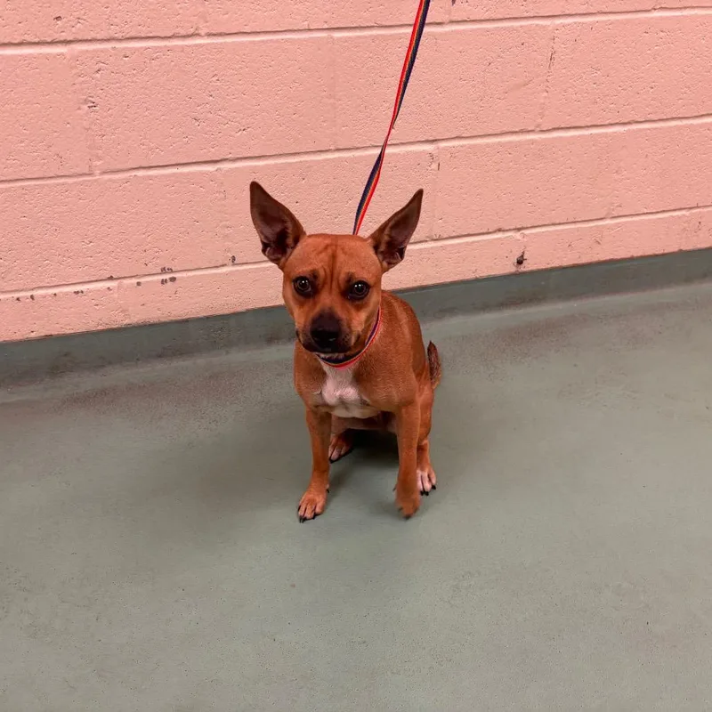 A young small-sized female Brown / Chocolate Mixed Breed dog named Betty for adoption in Memphis, TN