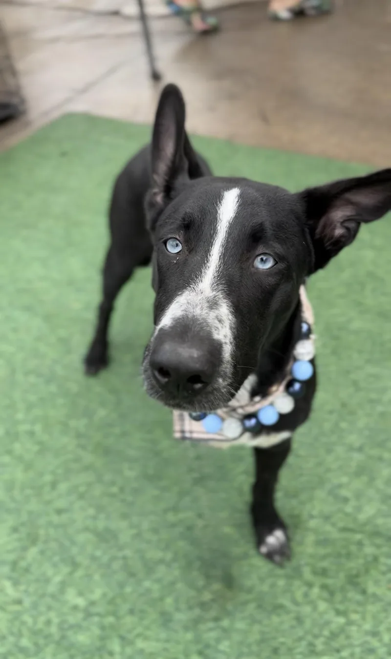 Harold The Tripod thumbnail 4