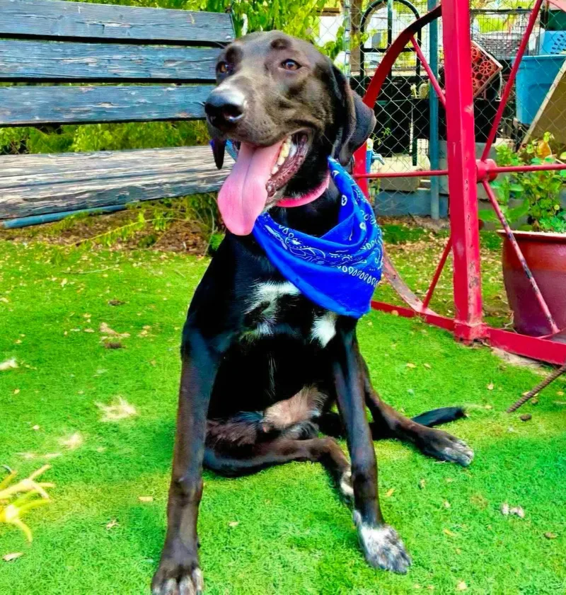 A young large-sized male Great Dane dog named Robin for adoption in Gregory, TX