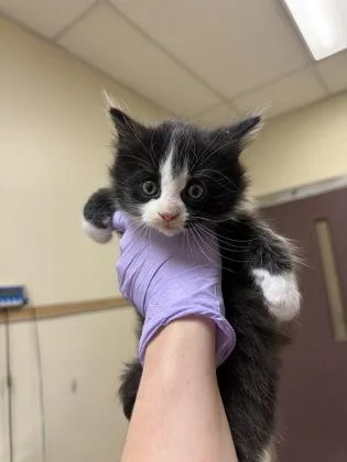 A baby small-sized male Domestic Short Hair cat named Apriums for adoption in West Chester, PA