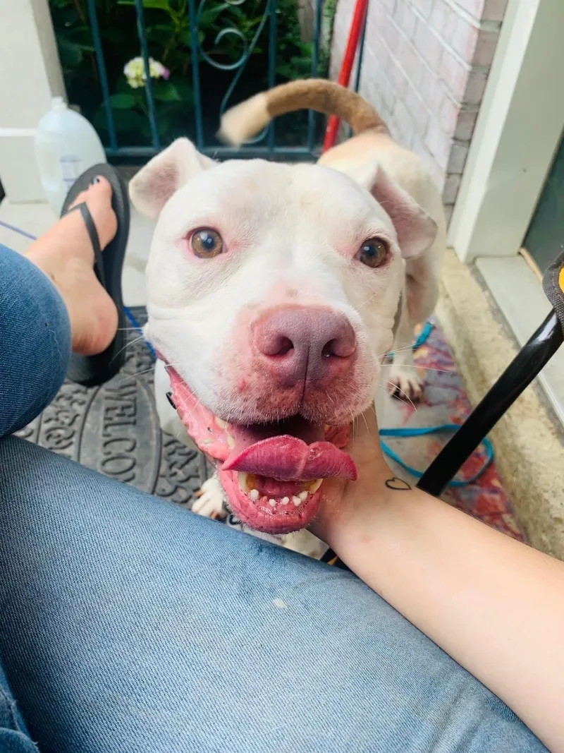 Westbury thumbnail 3