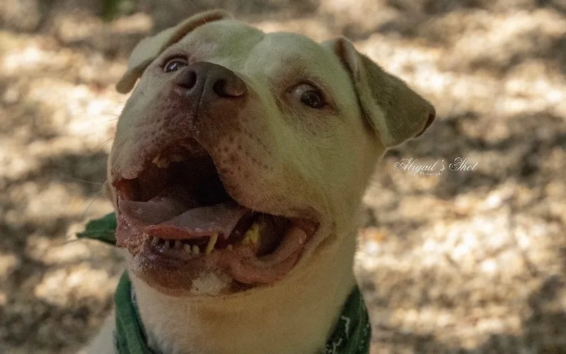 Westbury thumbnail 4