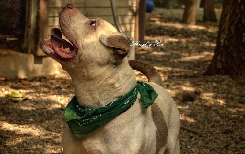 Westbury thumbnail 5