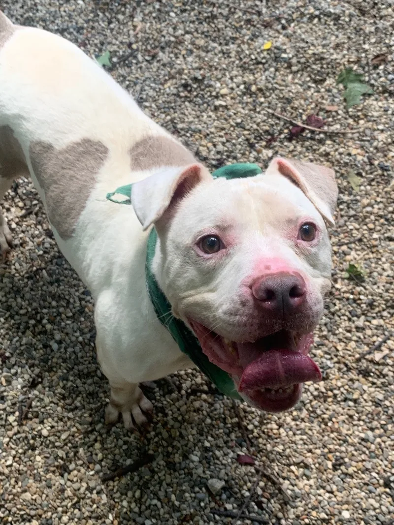 Westbury thumbnail 6