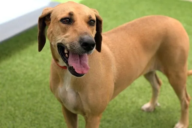 An adult medium-sized female Rhodesian Ridgeback dog named Casey for adoption in Fort Lauderdale, FL
