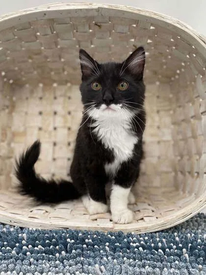 A young small-sized male Domestic Long Hair cat named Bug for adoption in Bowling Green, KY