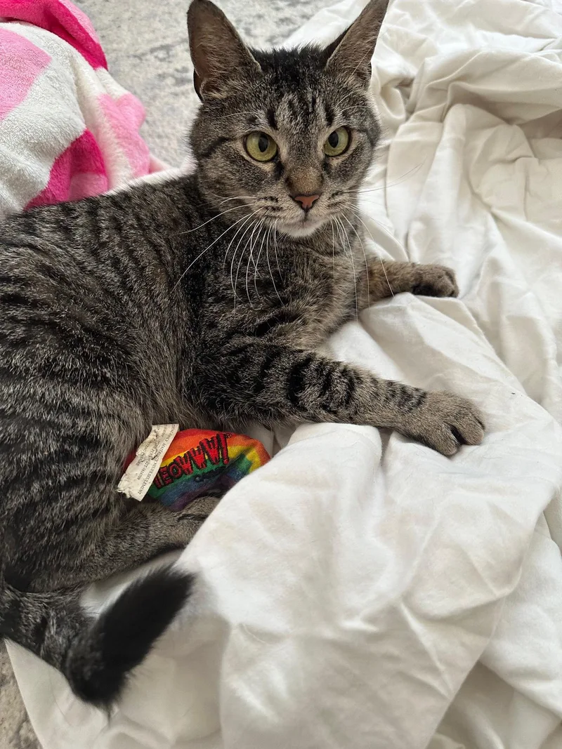 Mamma Cat thumbnail 2