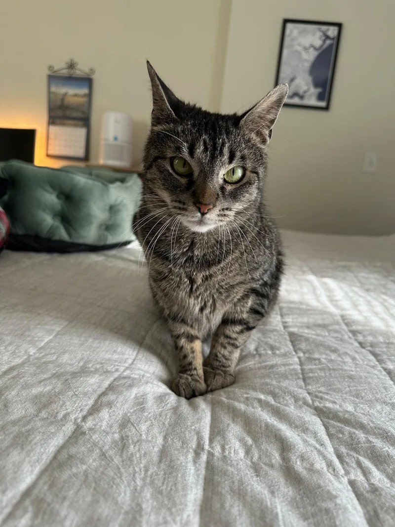 Mamma Cat thumbnail 3