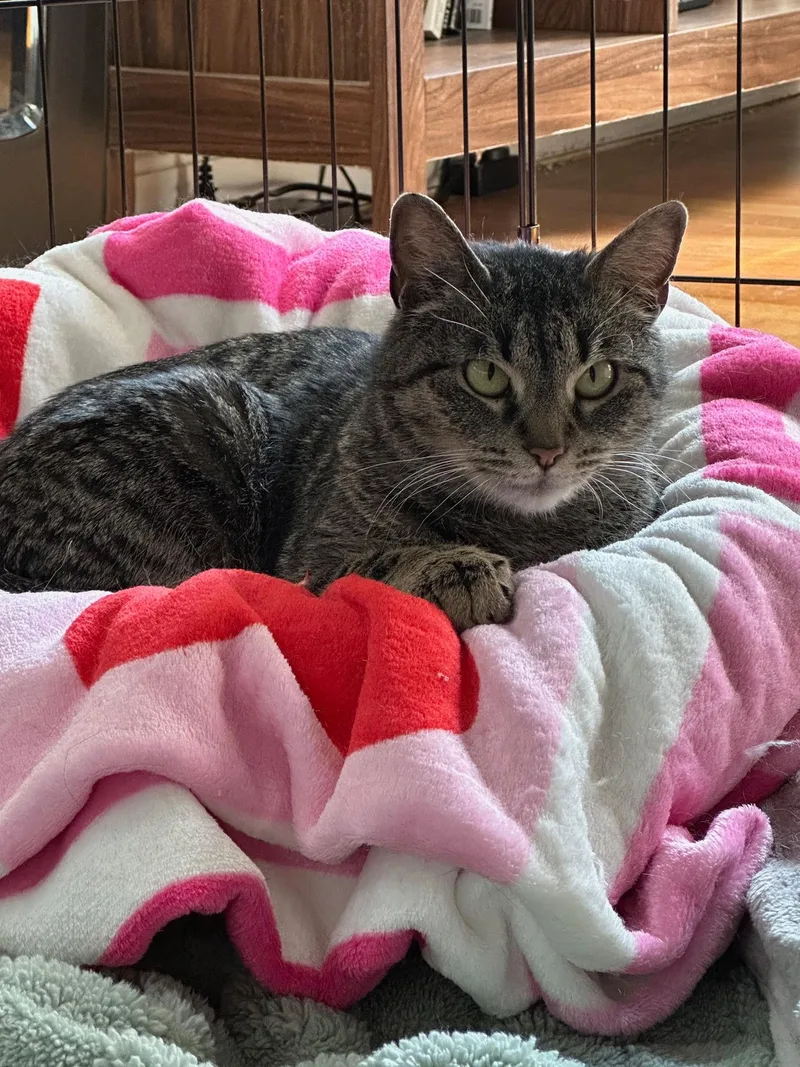 Mamma Cat thumbnail 4