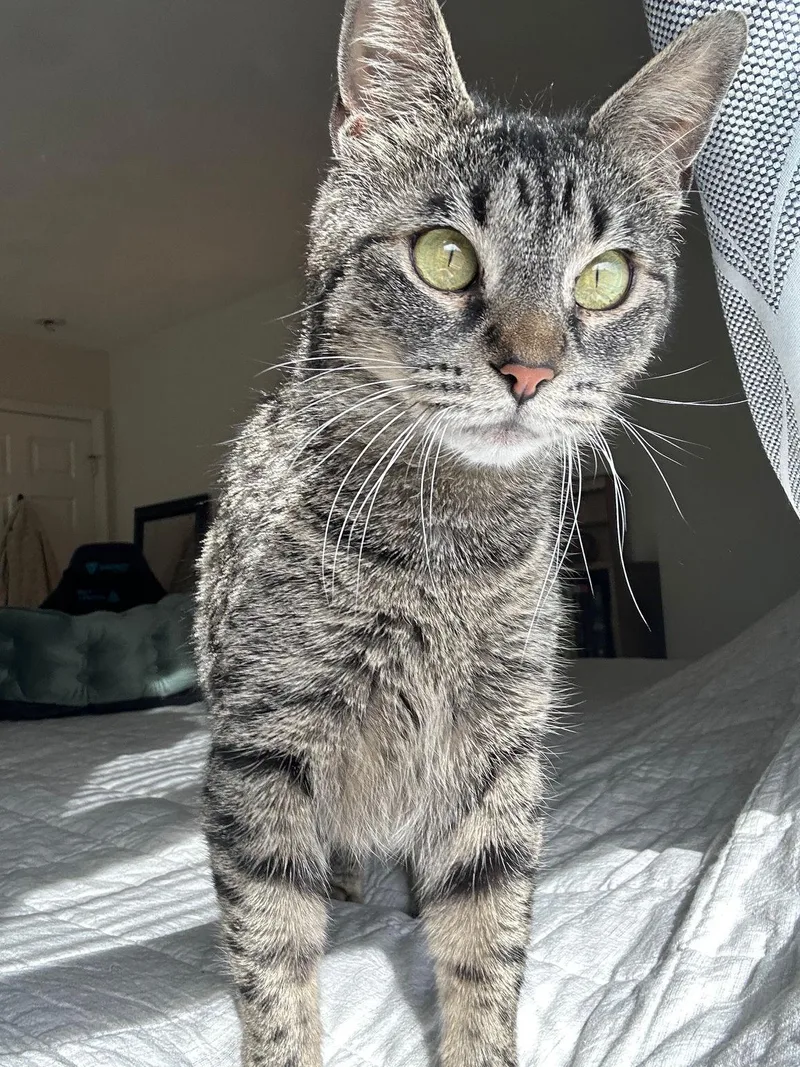 Mamma Cat thumbnail 5