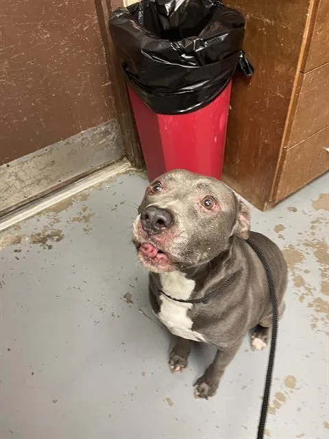 An adult large-sized male Pit Bull Terrier dog named Benny for adoption in Ocala, FL