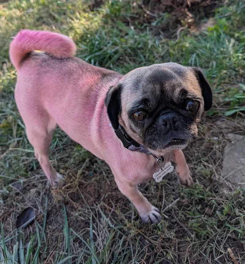 An adult small-sized female Pug dog named Suki for adoption in Benton, KS