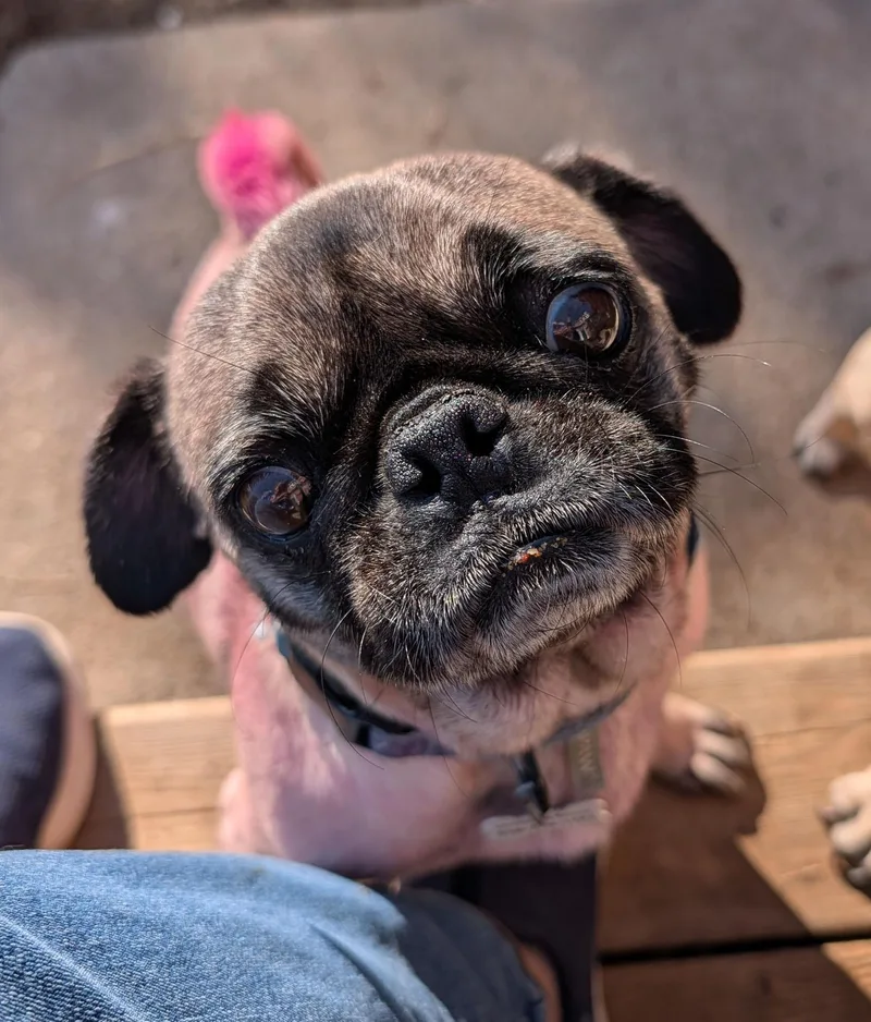 Suki thumbnail 2