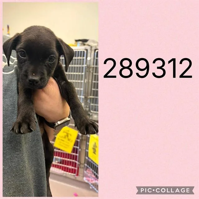 A baby small-sized female Mixed Breed dog named Callie for adoption in Macon, GA
