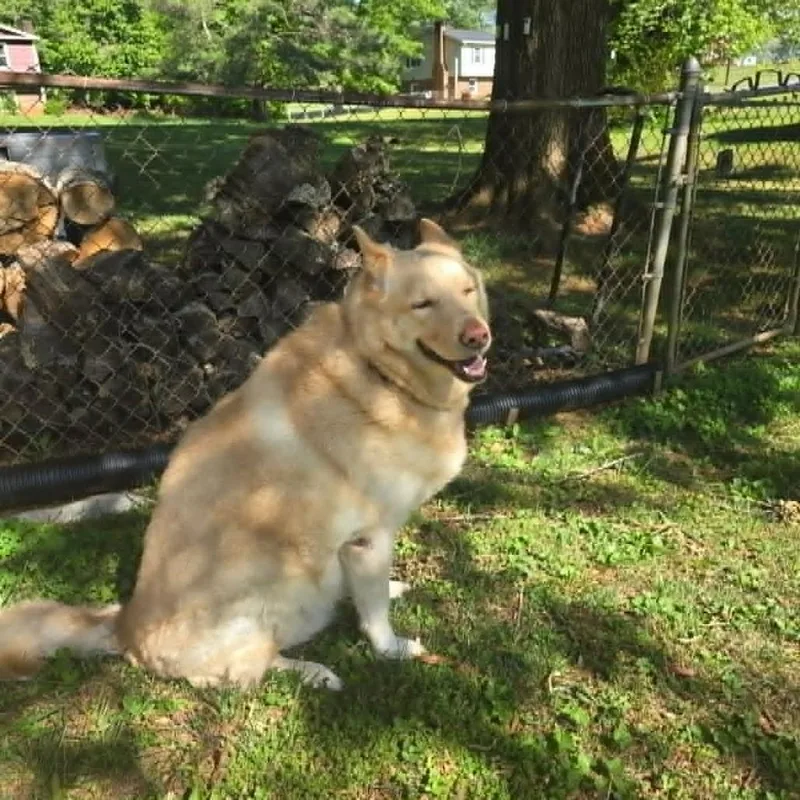 An adult extra large-sized female Yellow / Tan / Blond / Fawn Mixed Breed dog named Molly for adoption in Winston-Salem, NC