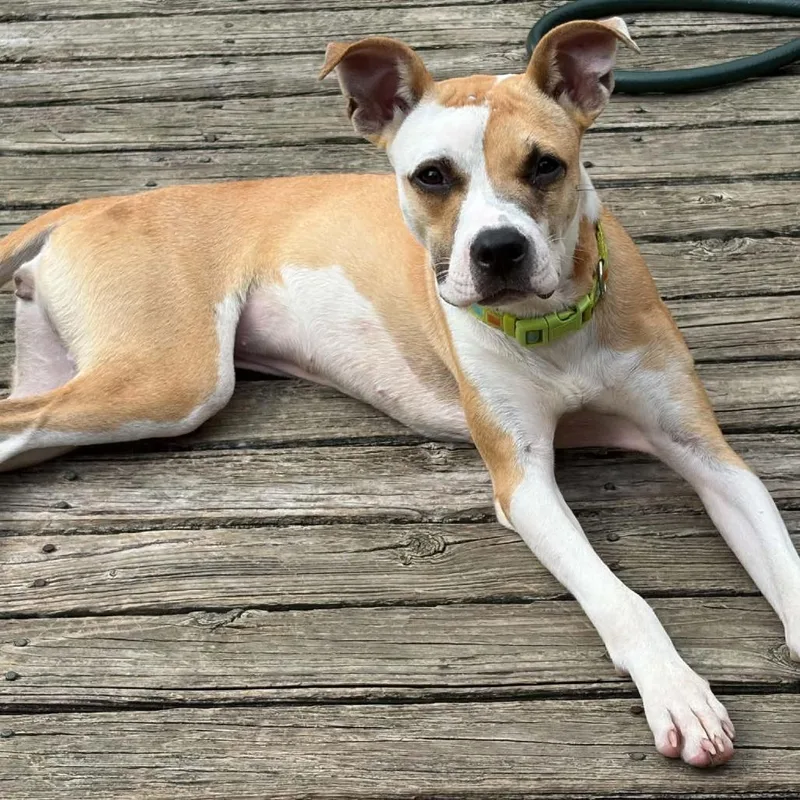 A young medium-sized female Whippet dog named Noodle for adoption in Cordova, TN