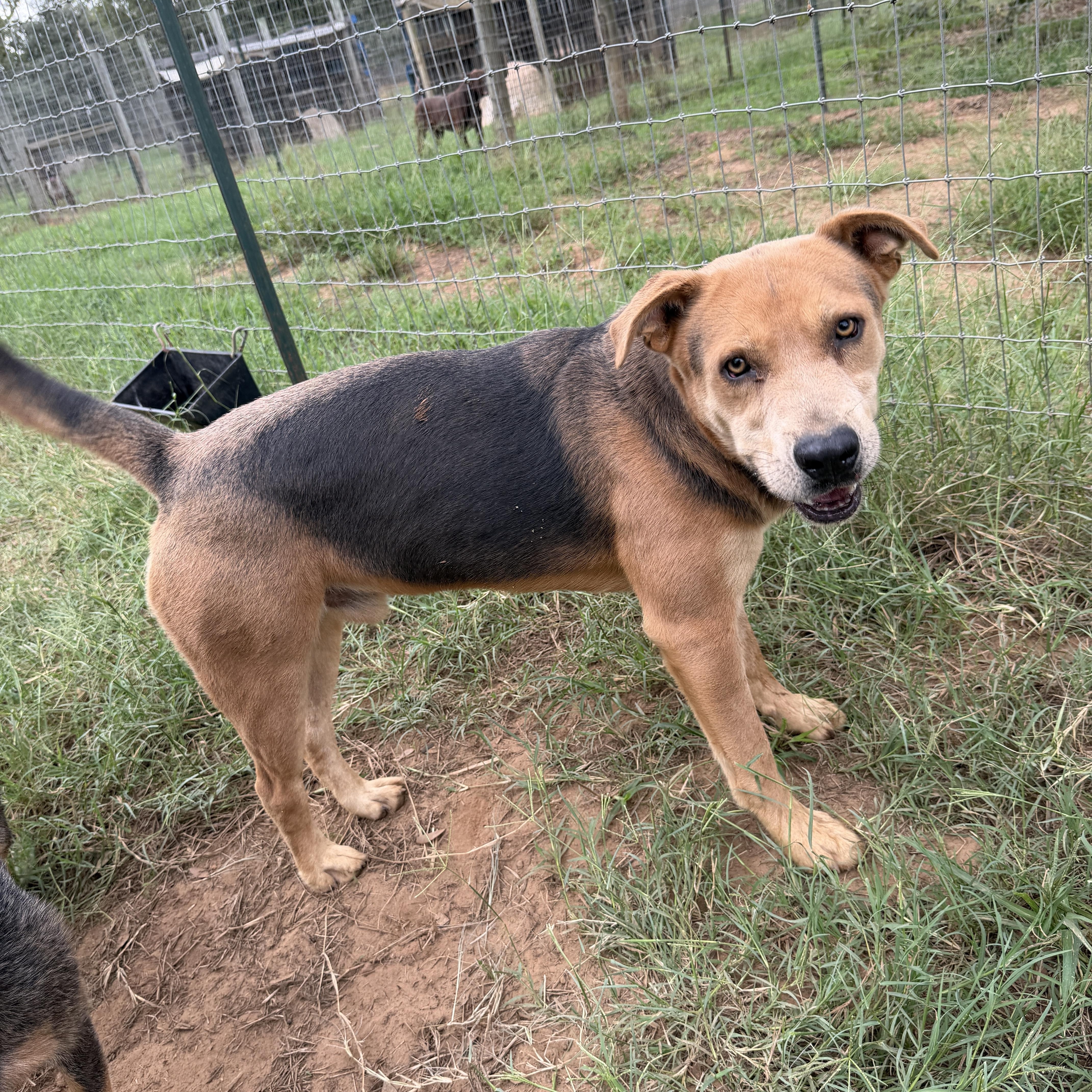 An adult medium-sized male American Staffordshire Terrier dog named Fido for adoption in Seguin, TX